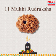 11 Mukhi Rudraksha