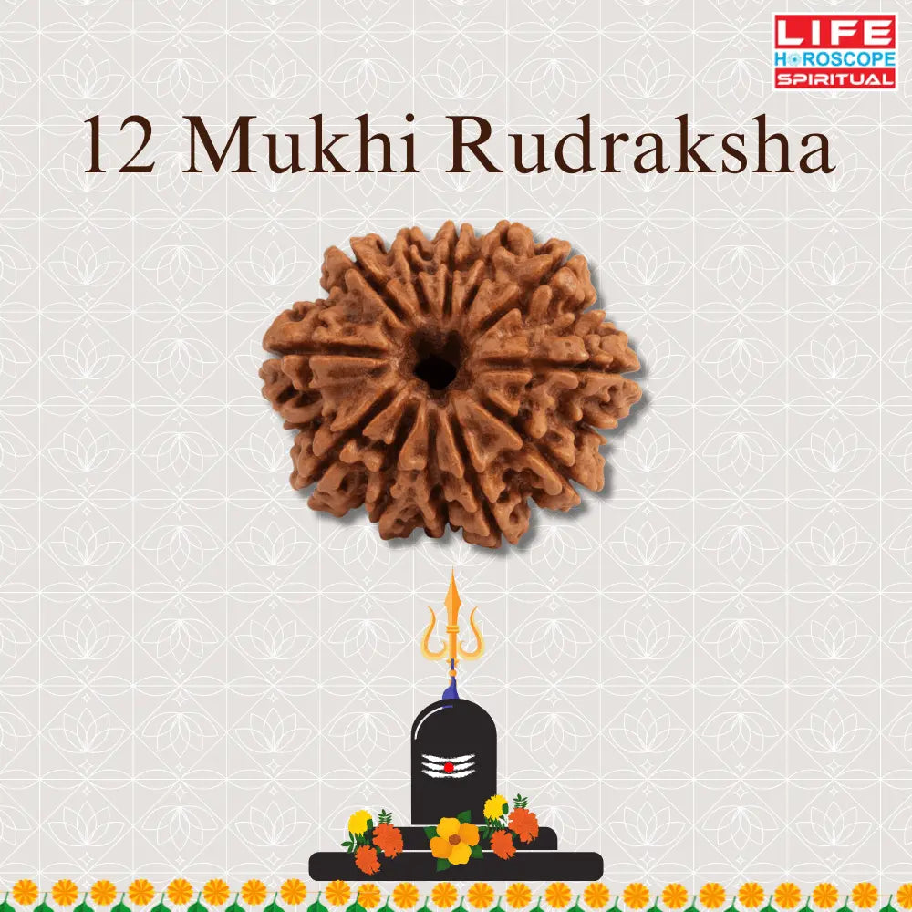 12 Mukhi Rudraksha