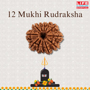 12 Mukhi Rudraksha