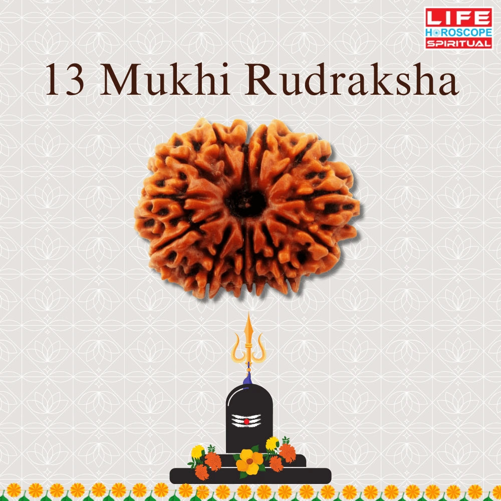 13 Mukhi Rudraksha