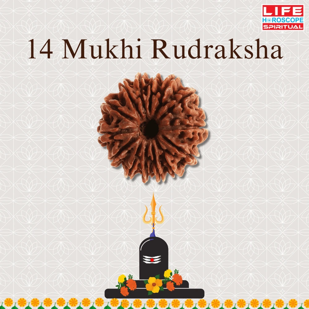 14 Mukhi Rudraksha