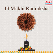 14 Mukhi Rudraksha