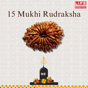 15 Mukhi Rudraksha