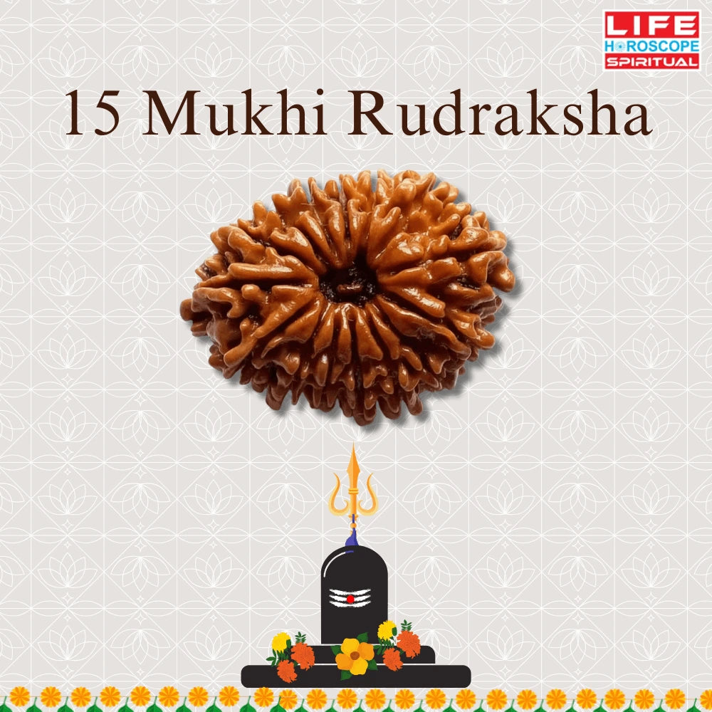 15 Mukhi Rudraksha