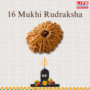 16 Mukhi Rudraksha