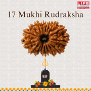 17 Mukhi Rudraksha