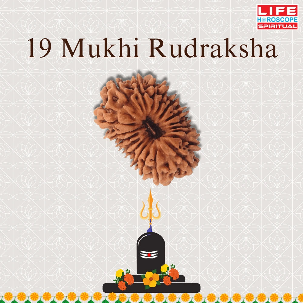 19 Mukhi Rudraksha