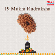 19 Mukhi Rudraksha