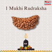 1 Mukthi Rudraksha