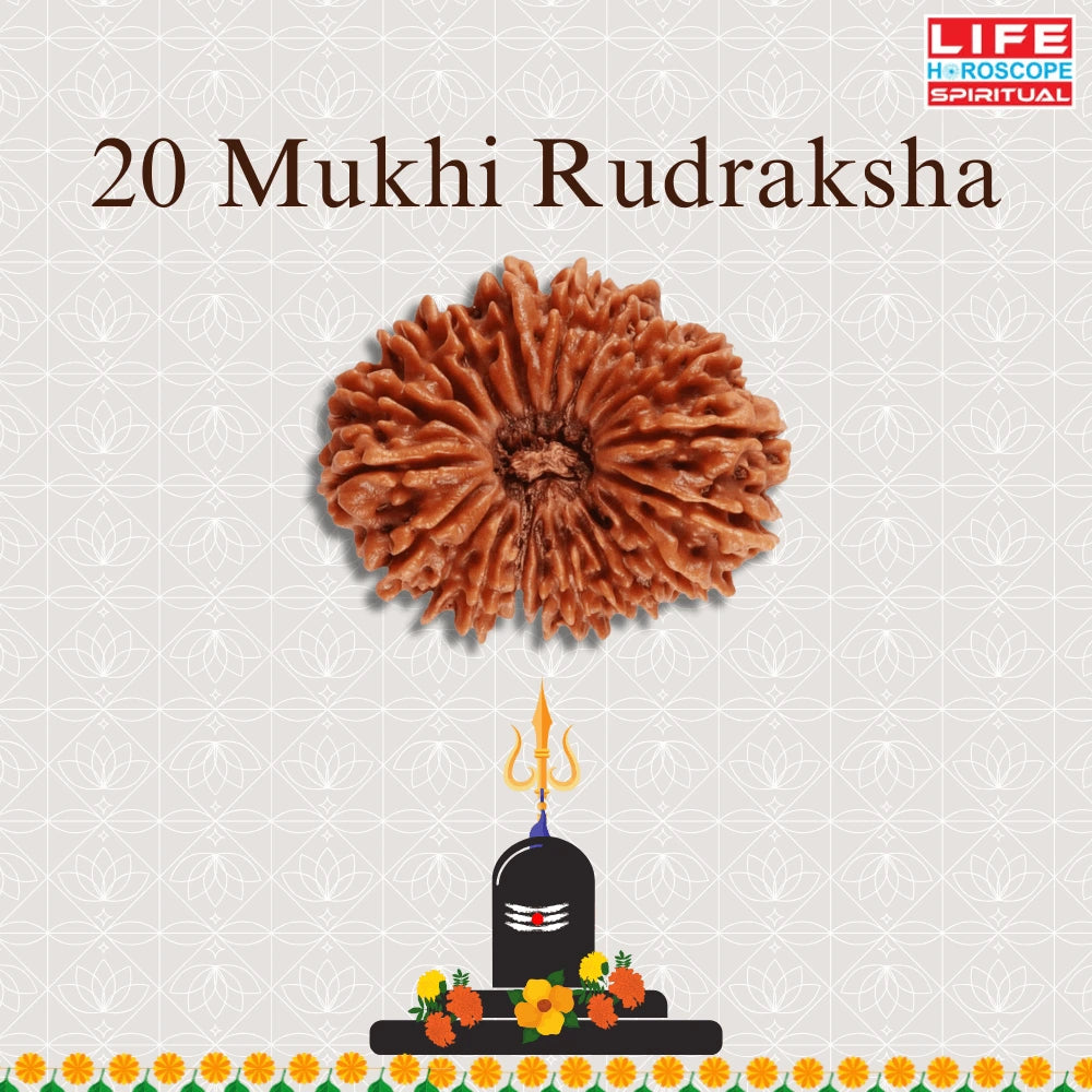20 Mukhi Rudraksha