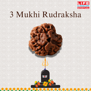 3 Mukthi Rudraksha