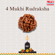 12 Mukthi Rudraksha