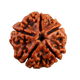 1 Mukthi Rudraksha