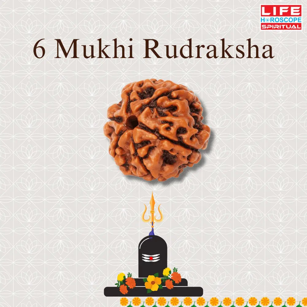 6 Mukhi Rudraksha