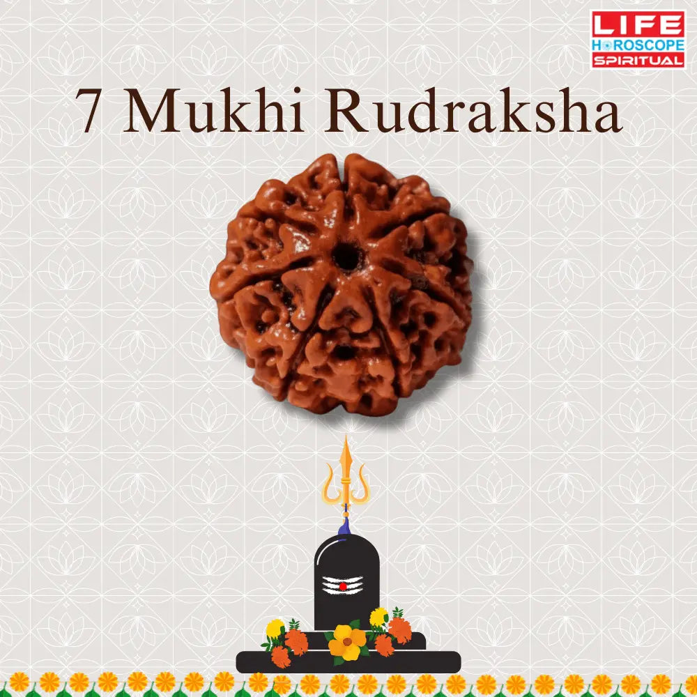 7 Mukhi Rudraksha