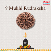 9 Mukhi Rudraksha